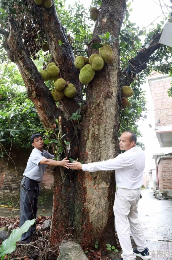 国精产品一一二二菠萝蜜：介绍这一独特的水果及其在市场上的地位与价值，探讨其营养成分和消费趋势